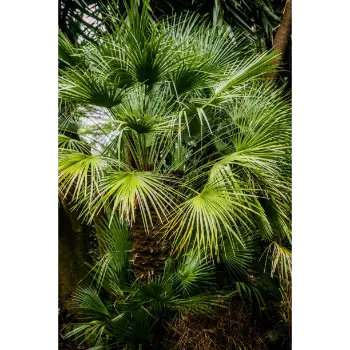 Organic Coconut Plant